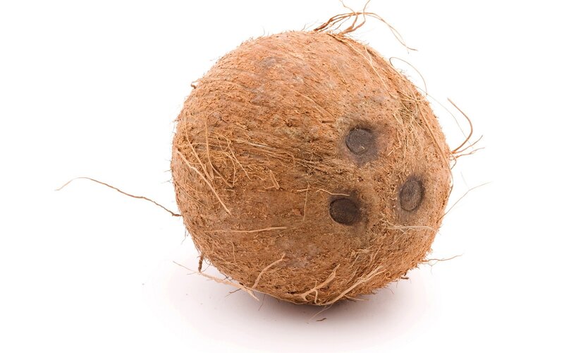 Coconut with Husk — Brown, Neutral, Photograph