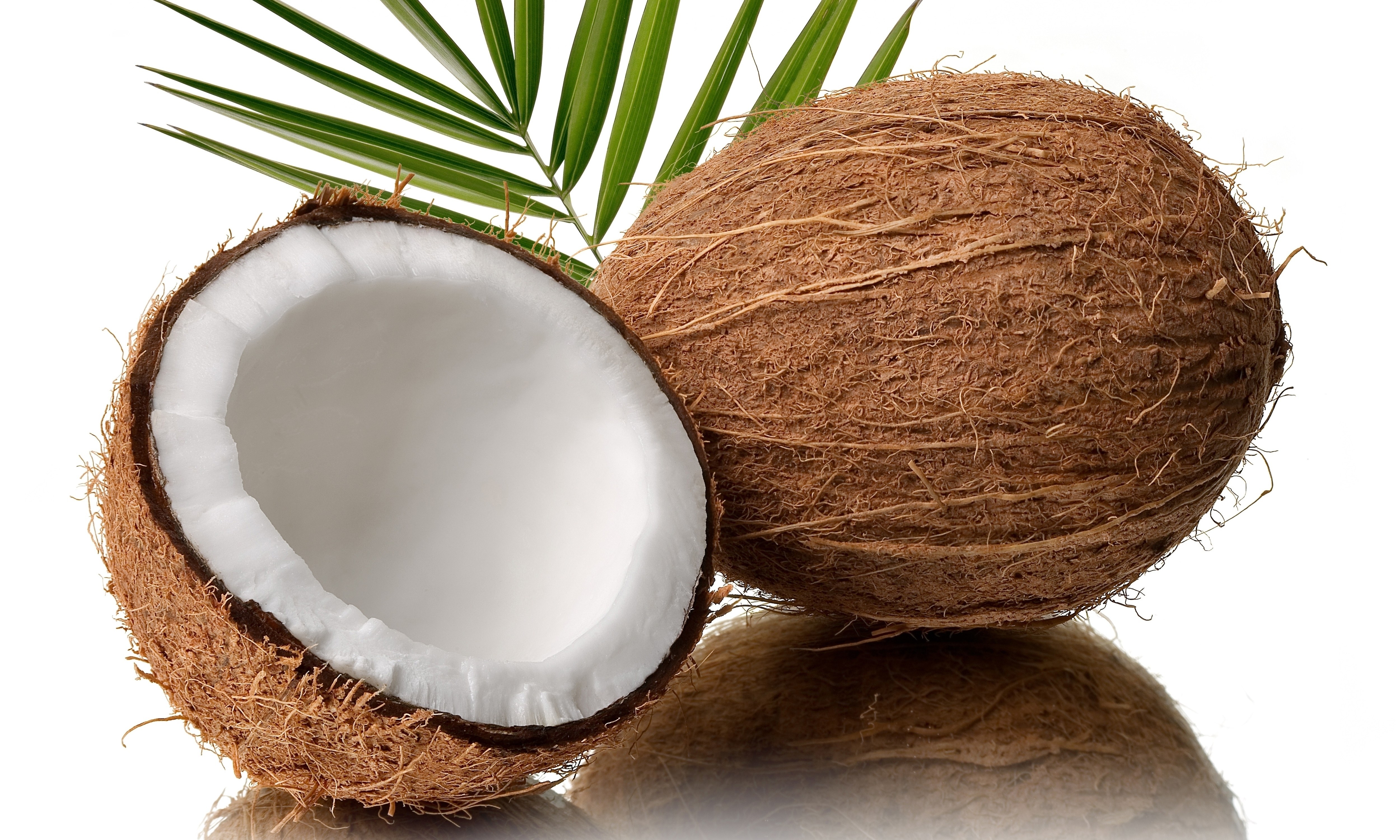 Coconut with palm leaf