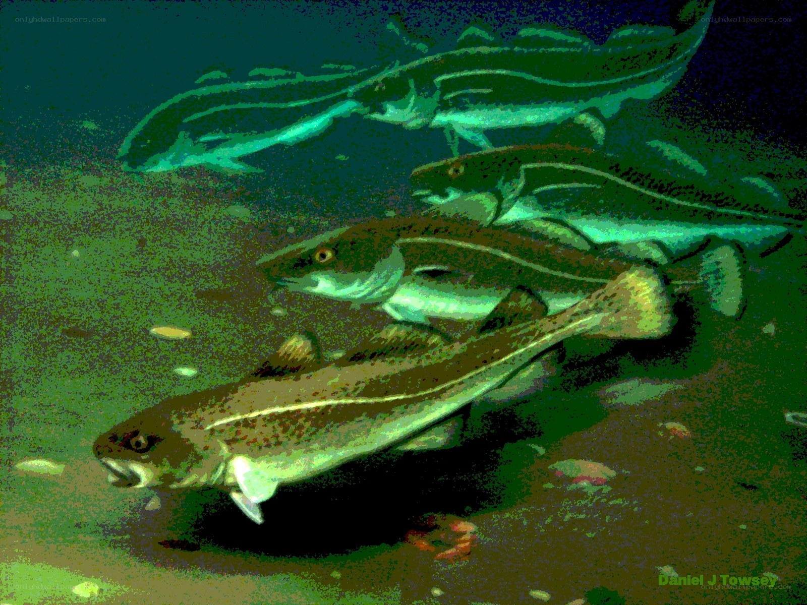 Cod fish swimming underwater
