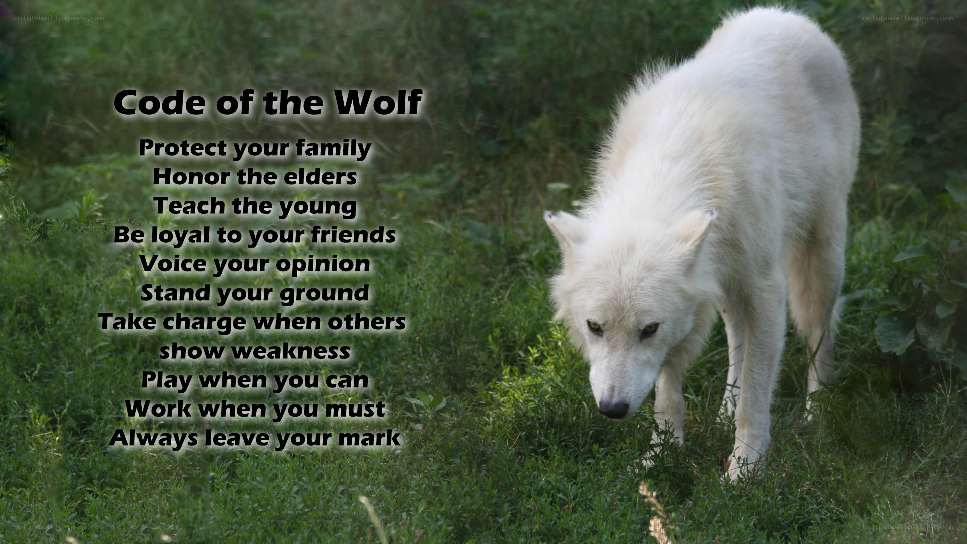 Code of the Wolf