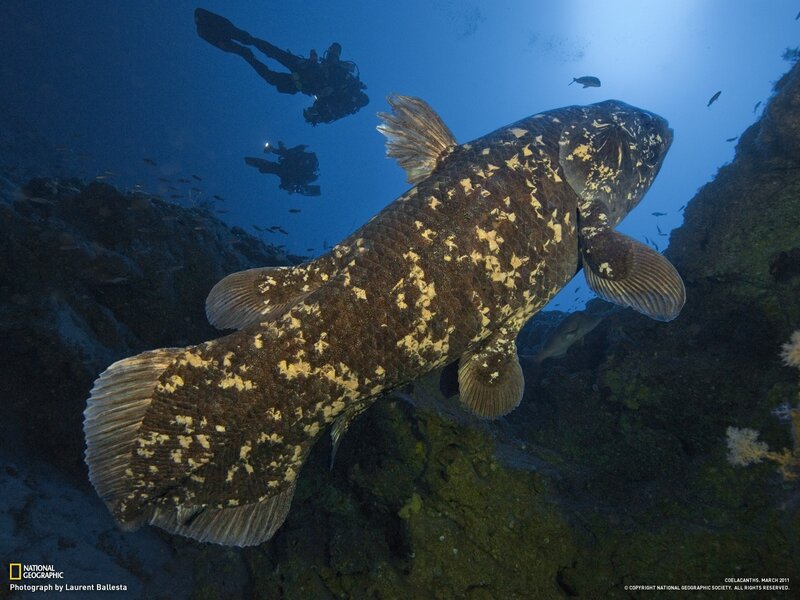 Coelacanth Fish