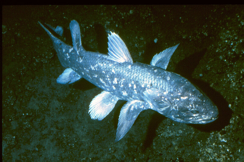 Coelacanth fish underwater