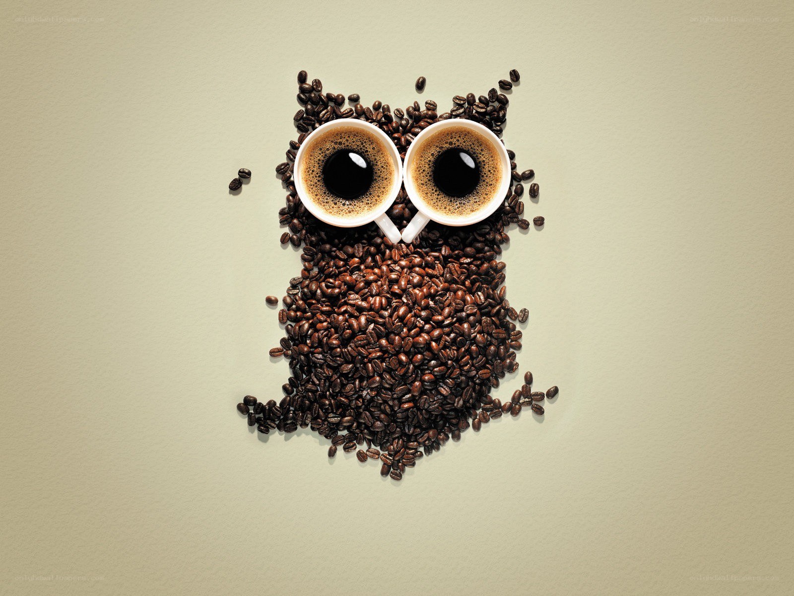 coffee bean owl art