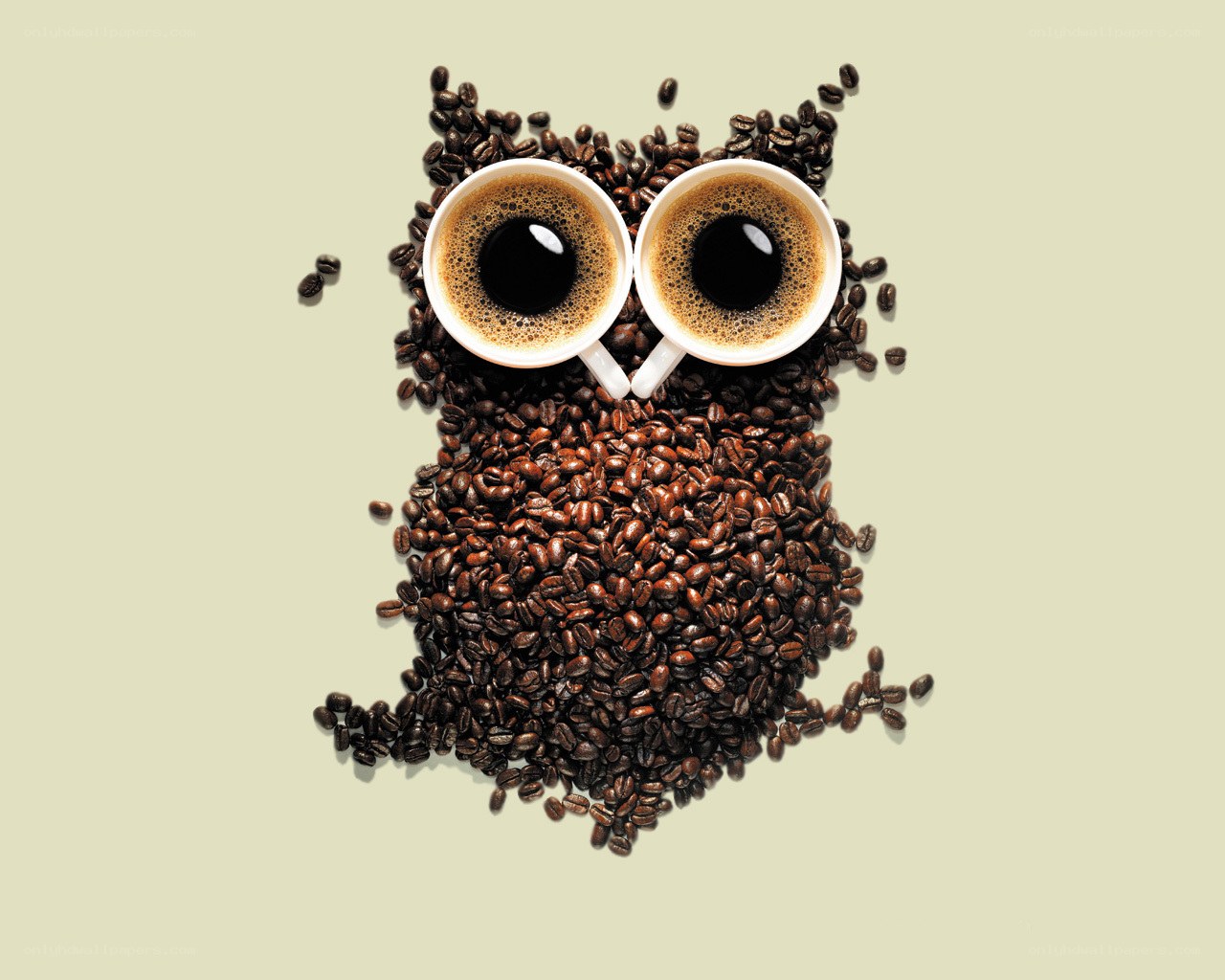 coffee bean owl art