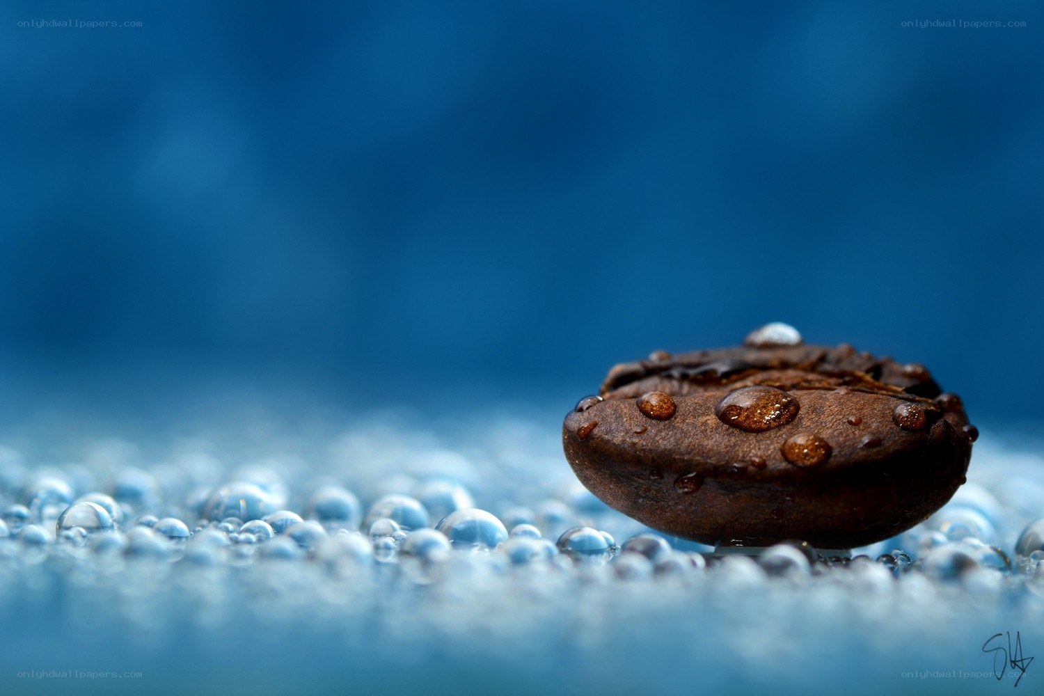 coffee bean with water droplets