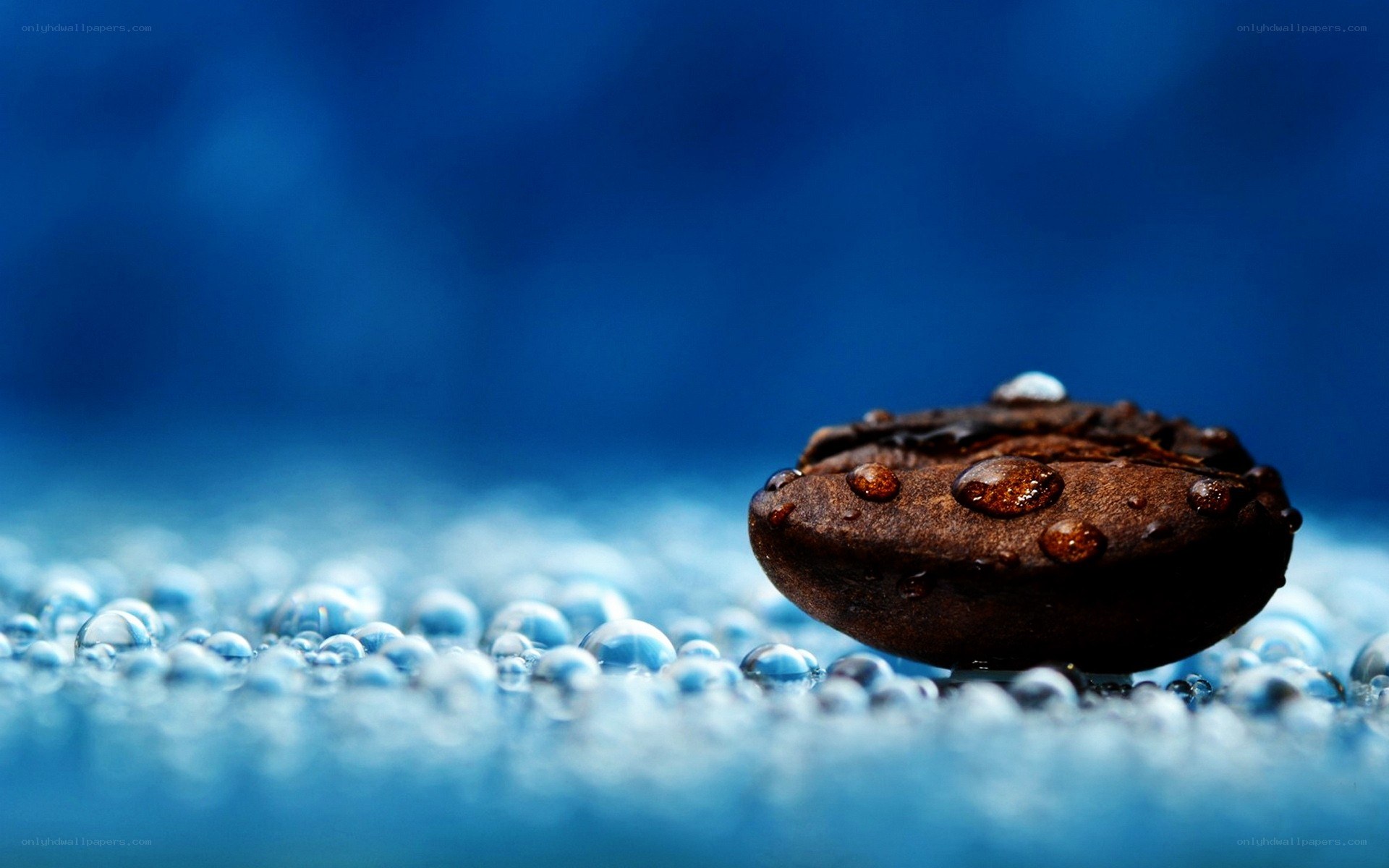 coffee bean with water droplets