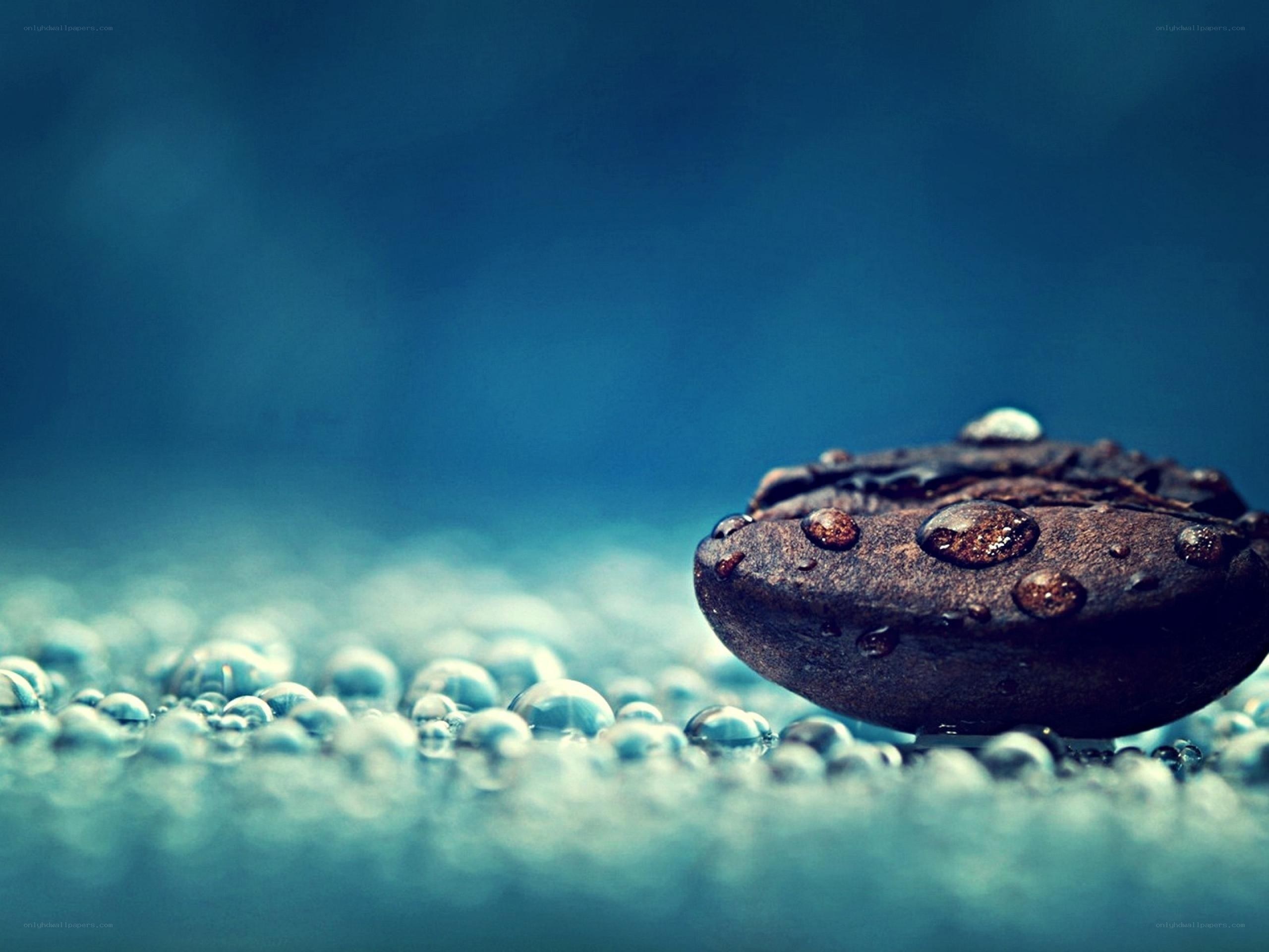 coffee bean with water droplets