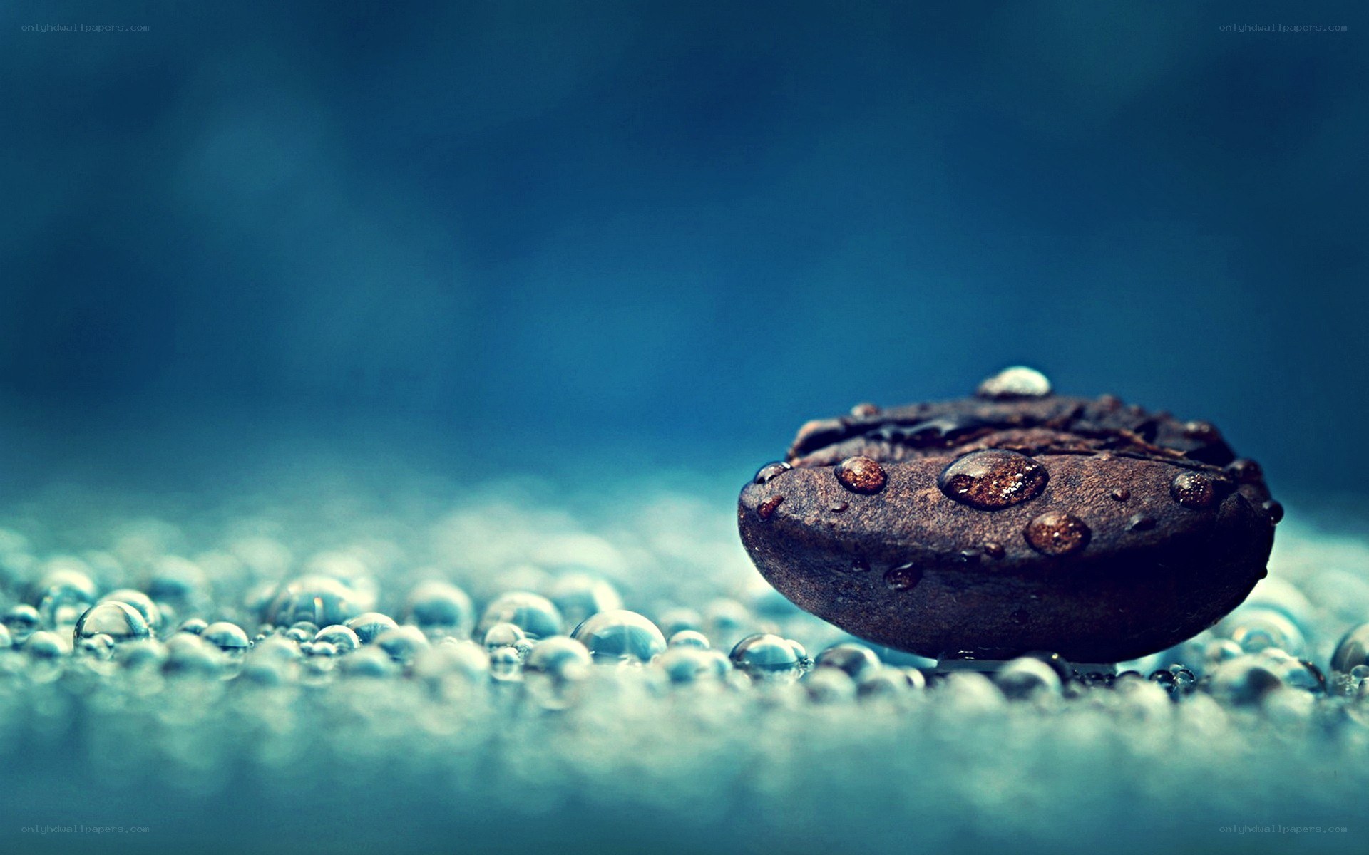 coffee bean with water droplets