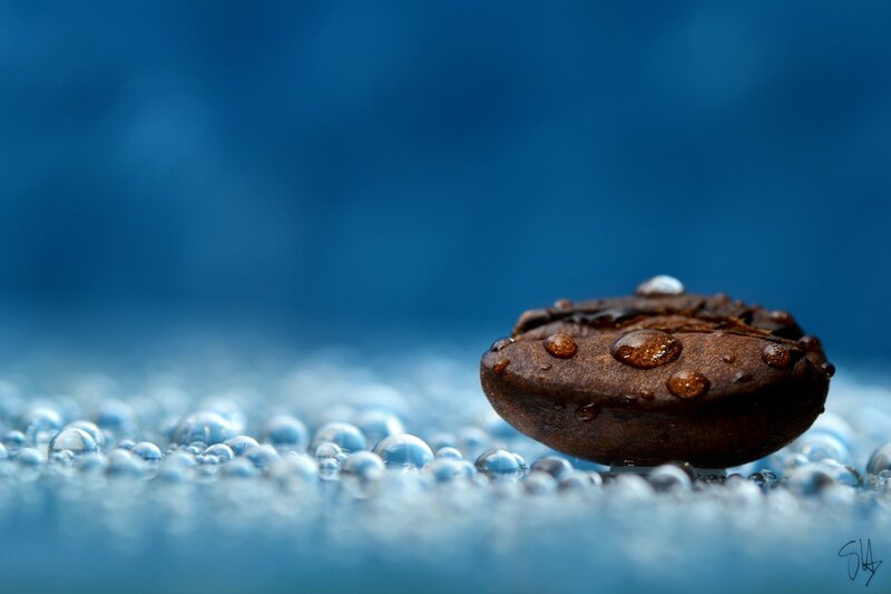 Coffee Bean with Water Droplets — Blue, Serene, Photograph, Water Droplets, Blue Background