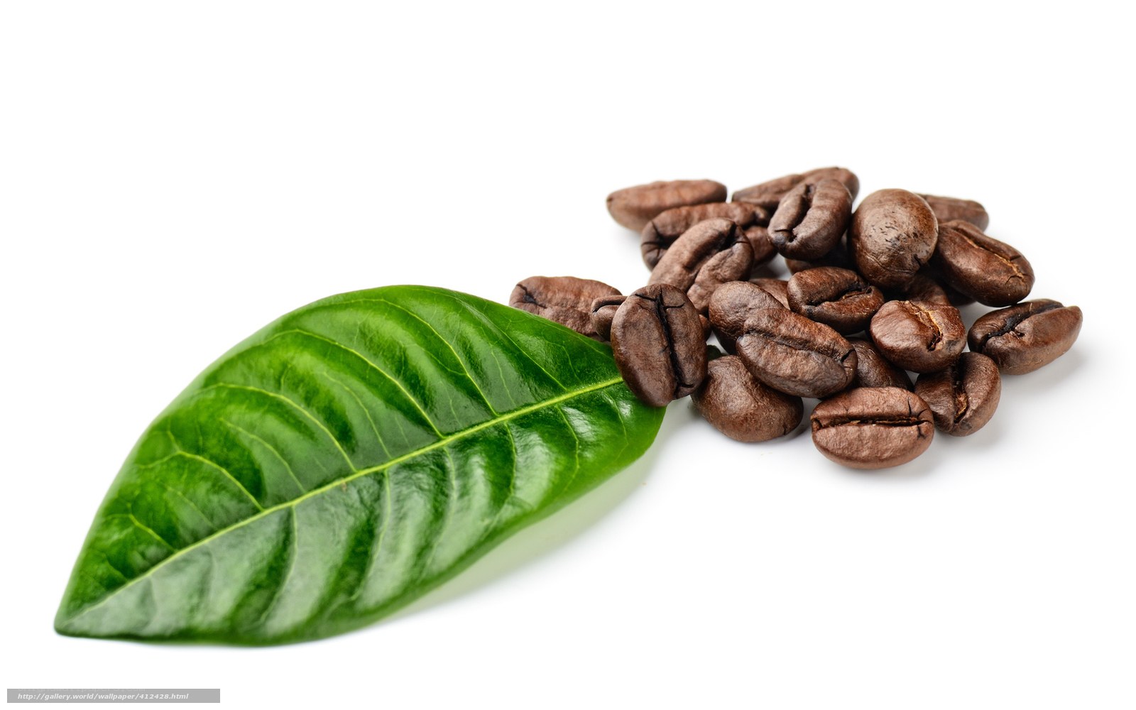 coffee beans and leaf