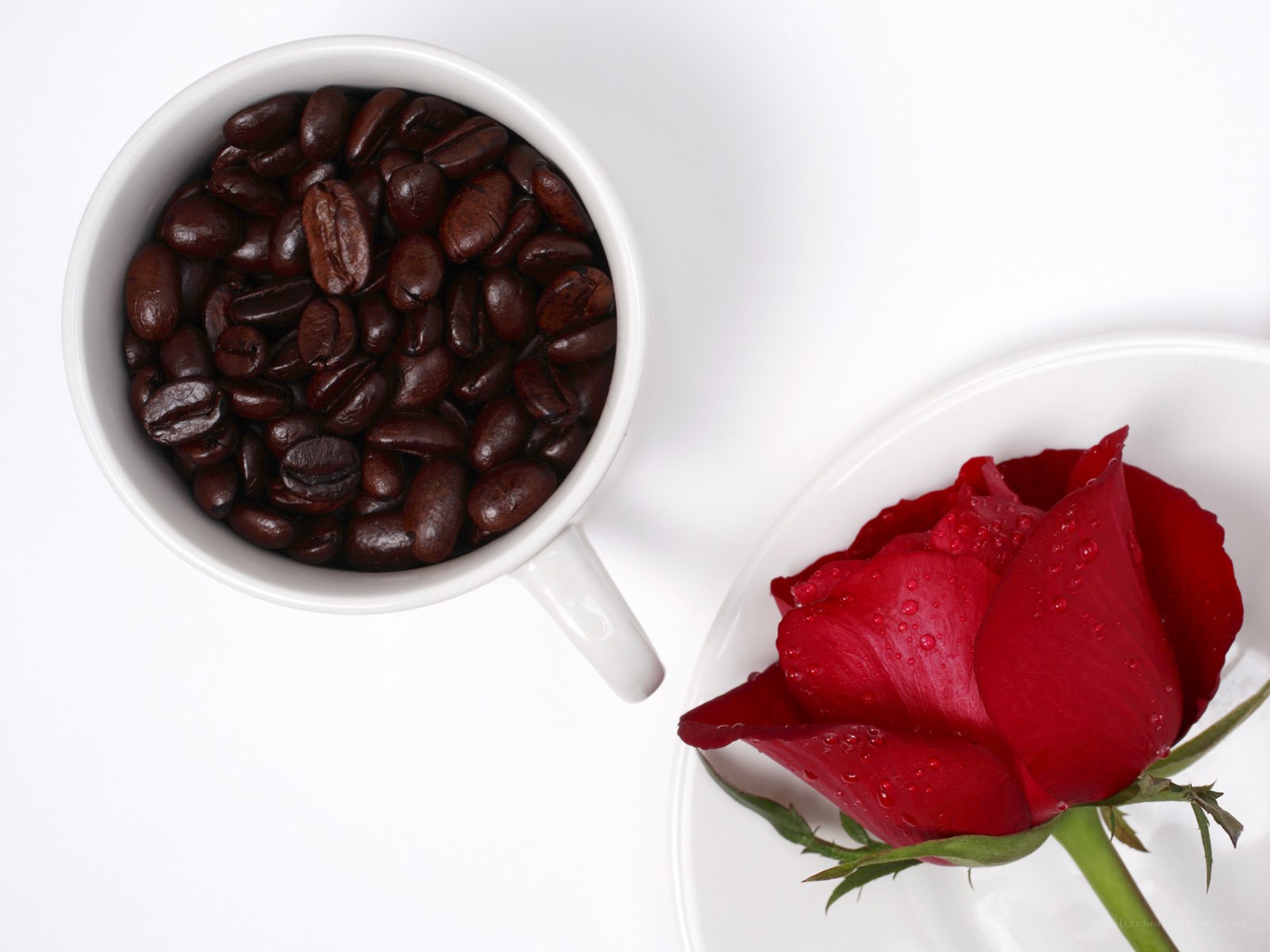 coffee beans and red rose