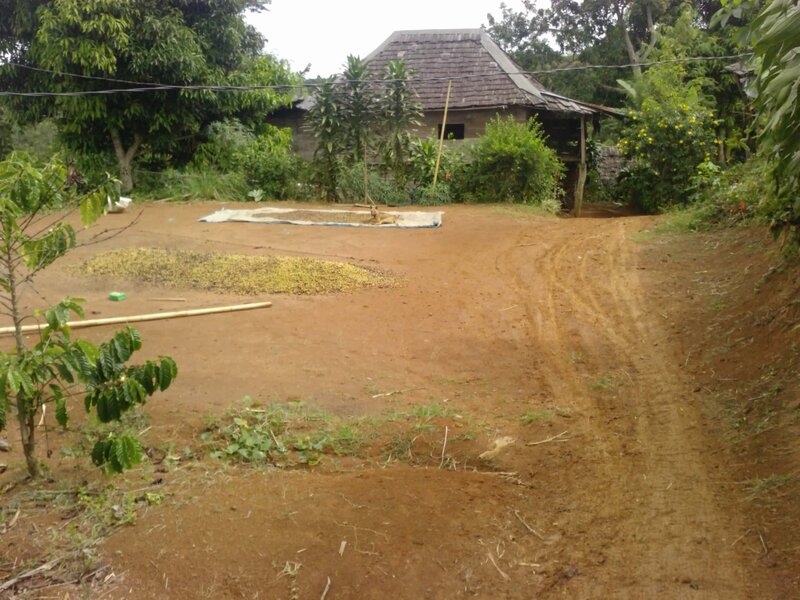 Coffee Beans Drying