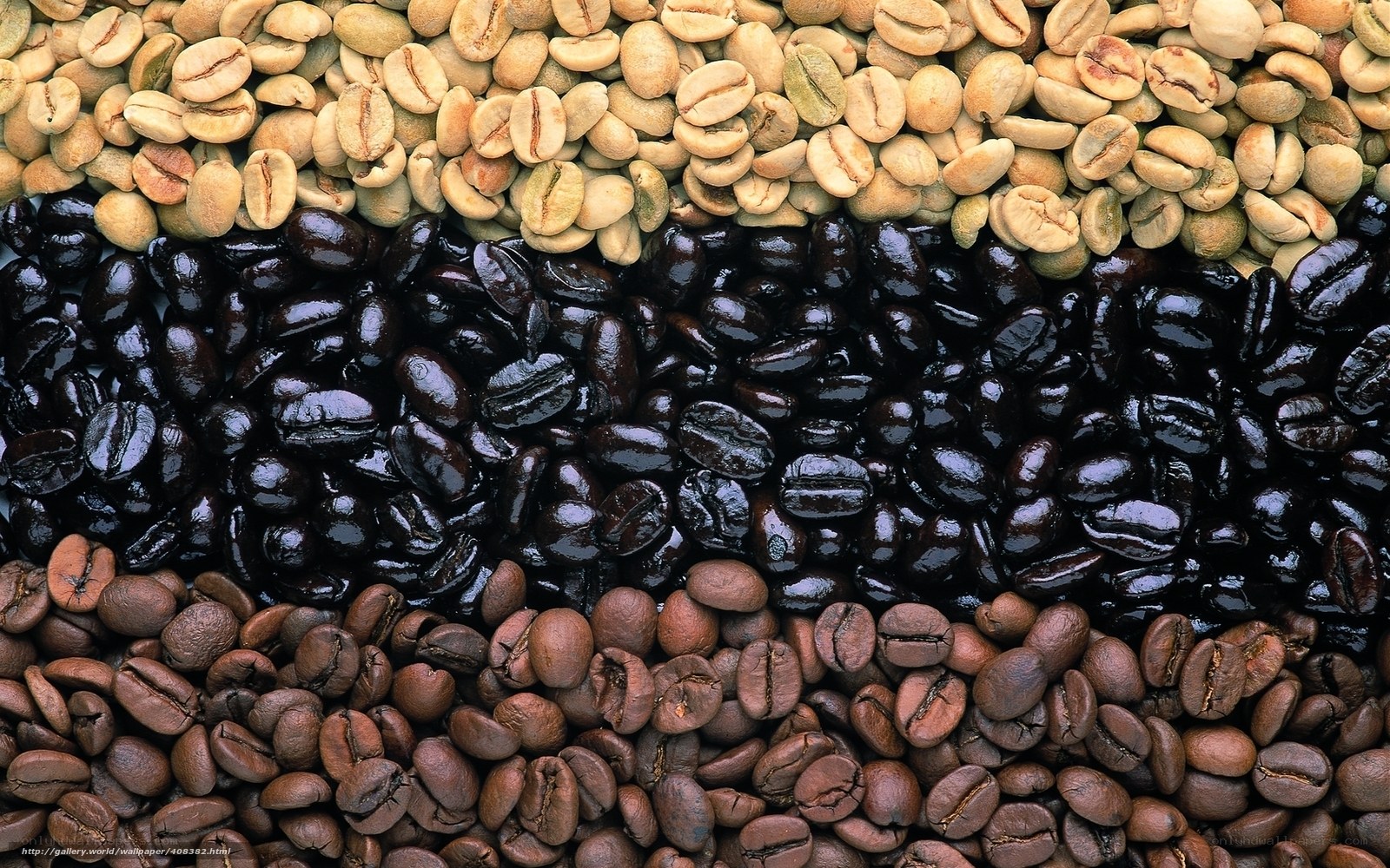 coffee beans in three stages