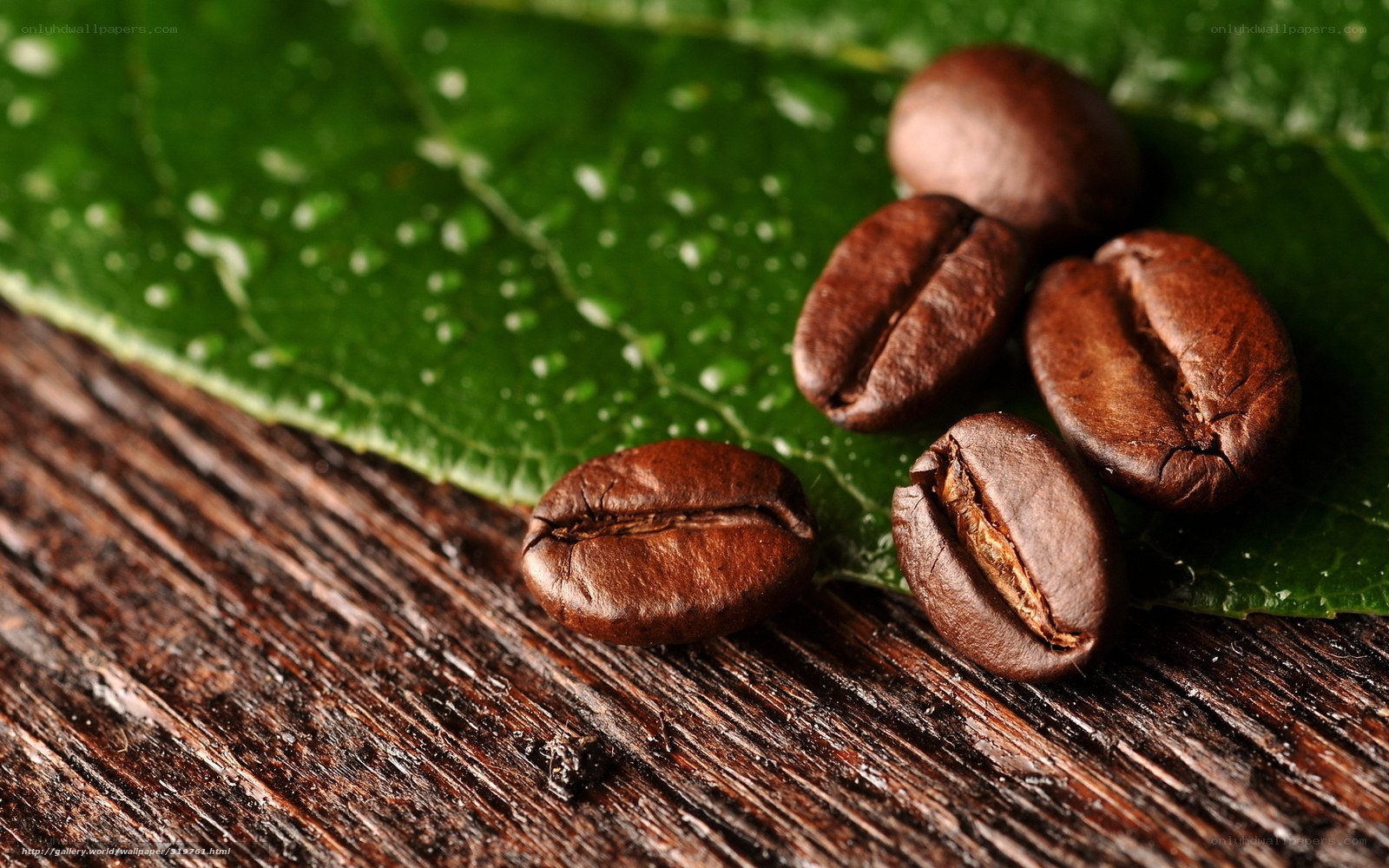 coffee beans on green leaf