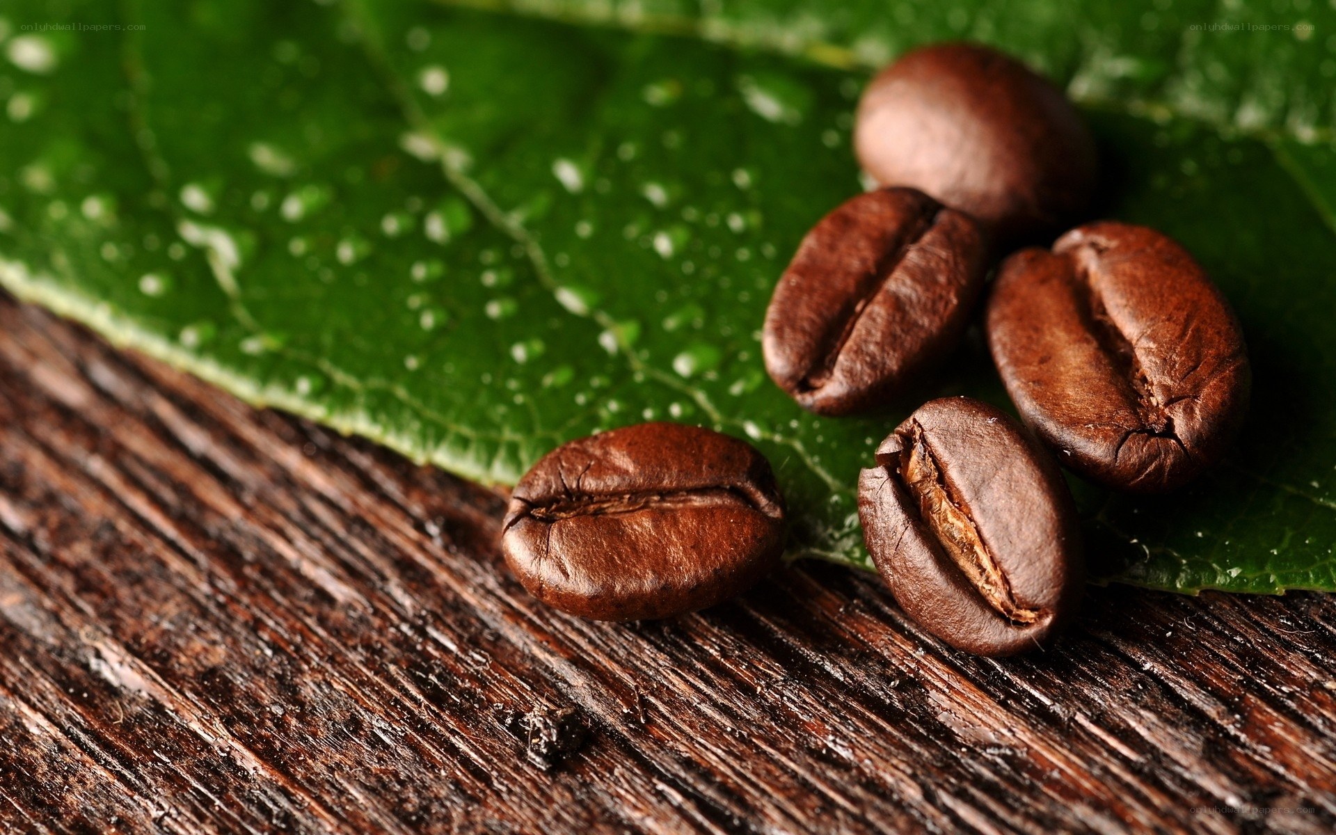 coffee beans on green leaf