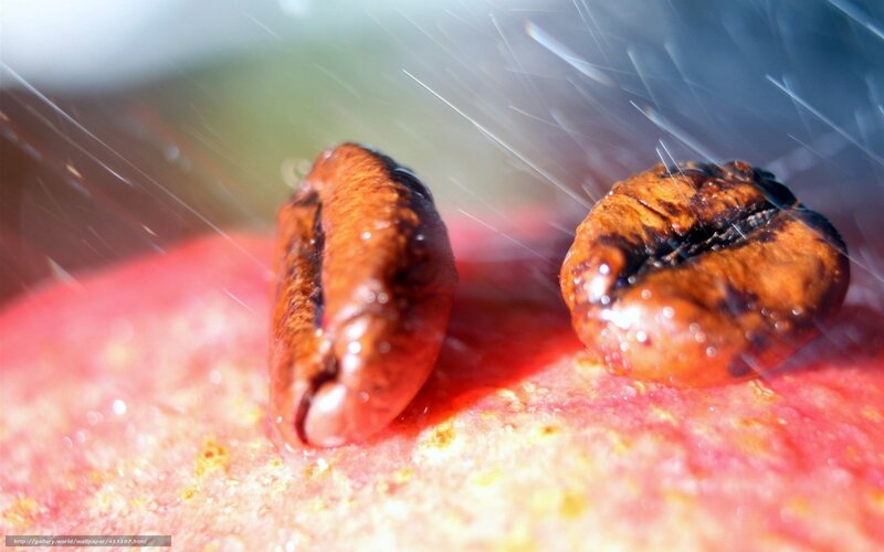 coffee beans under water spray
