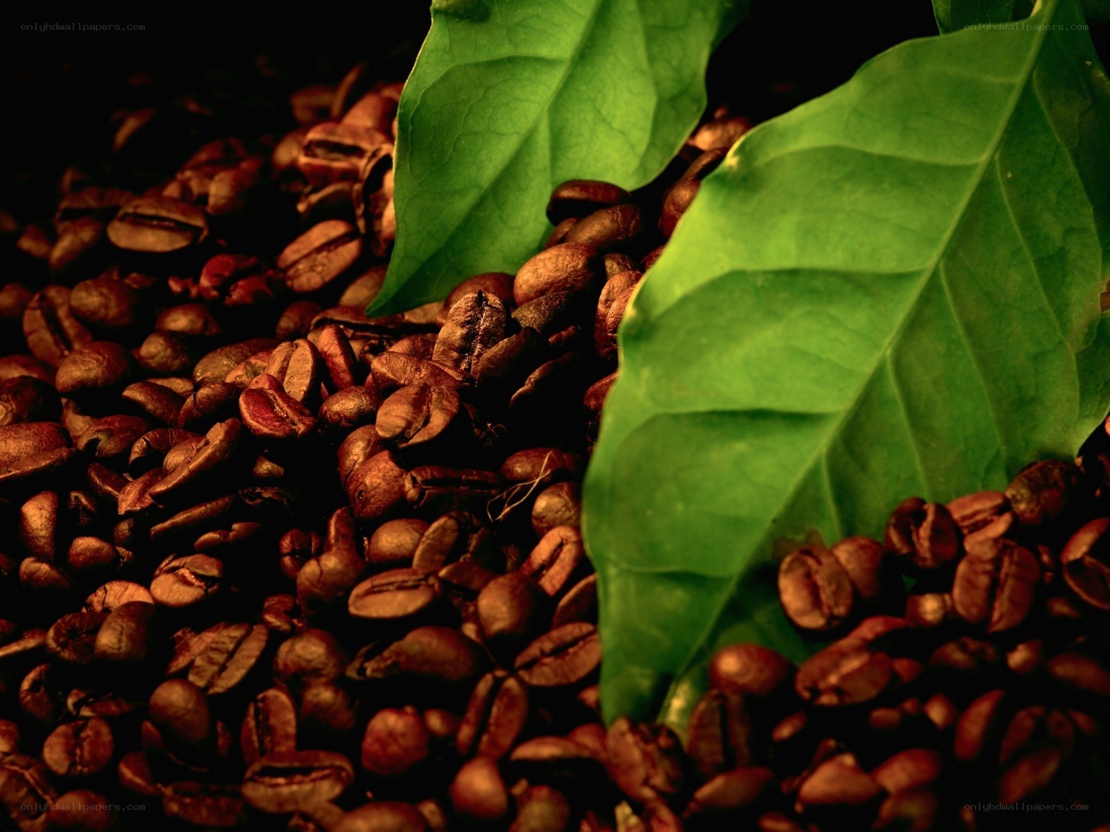 coffee beans with green leaves