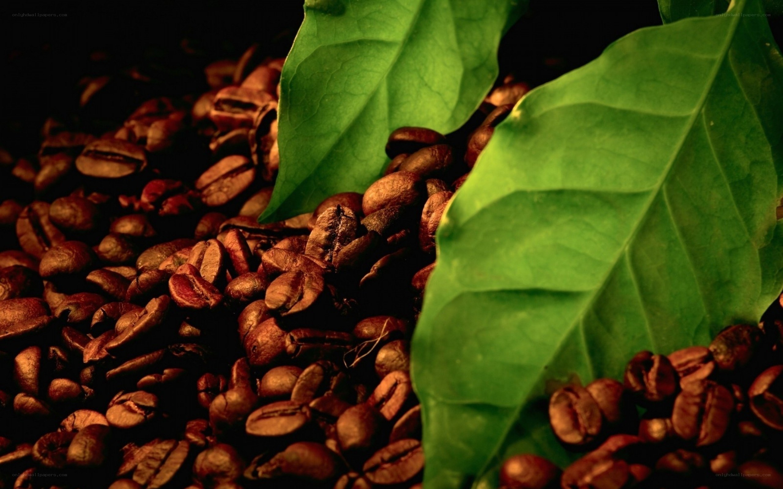 coffee beans with green leaves
