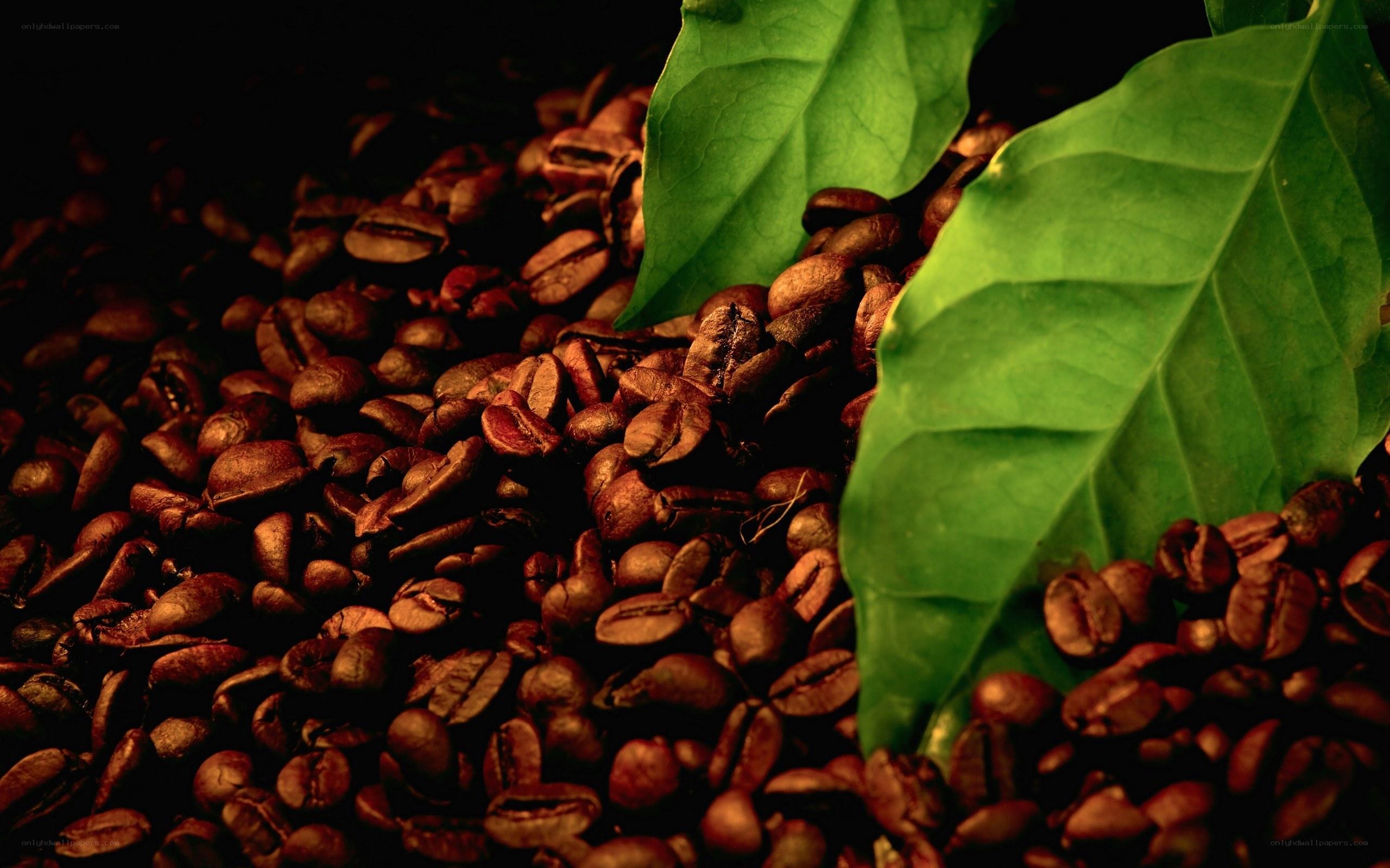 coffee beans with green leaves