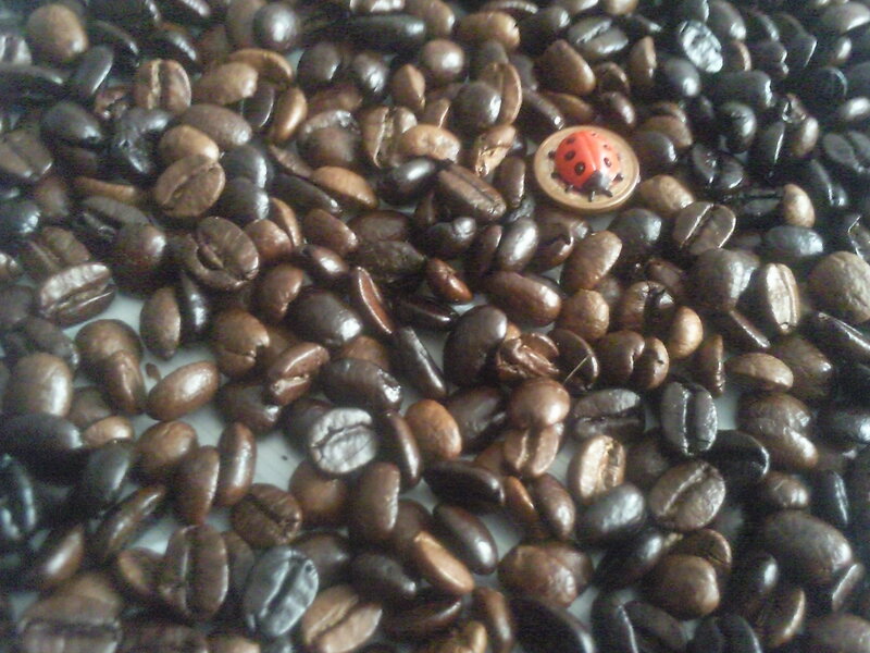 Coffee Beans with Ladybug