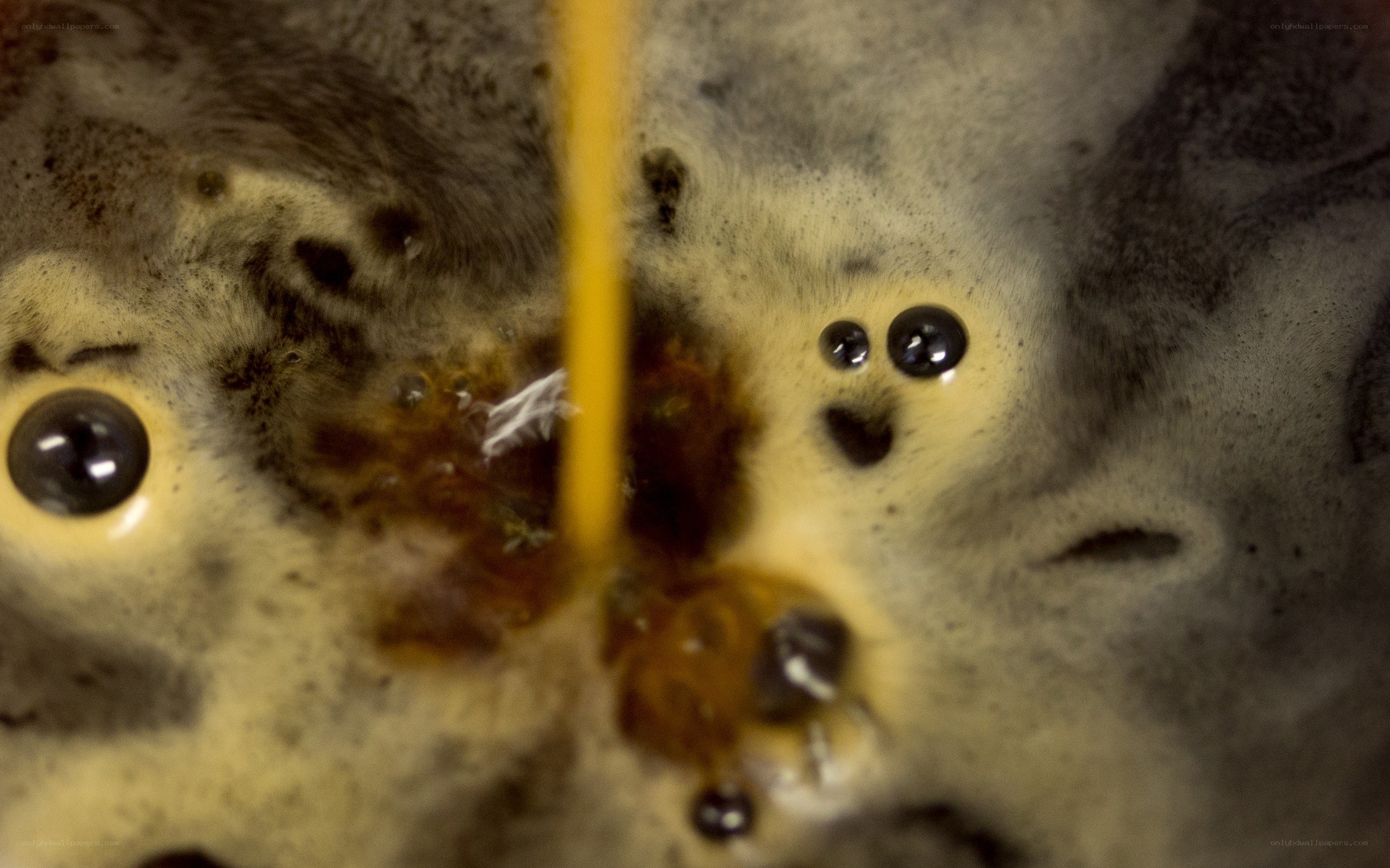 coffee brewing close-up