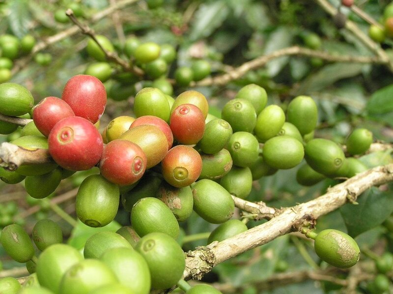 Coffee Cherries on a Branch — Green