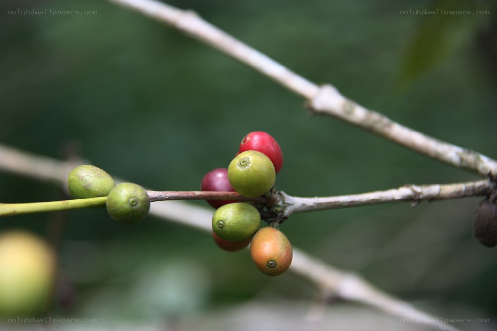 coffee cherries on a branch