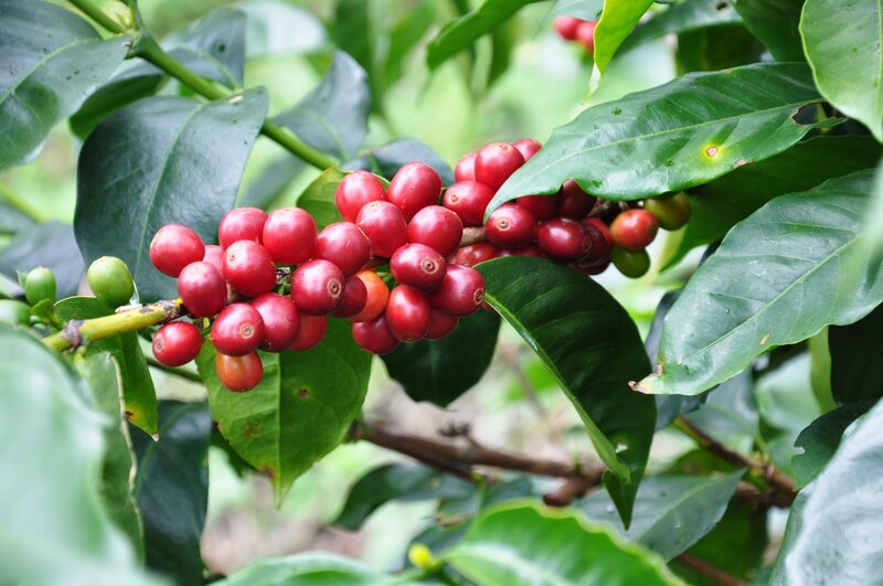 Coffee Cherries on Branch