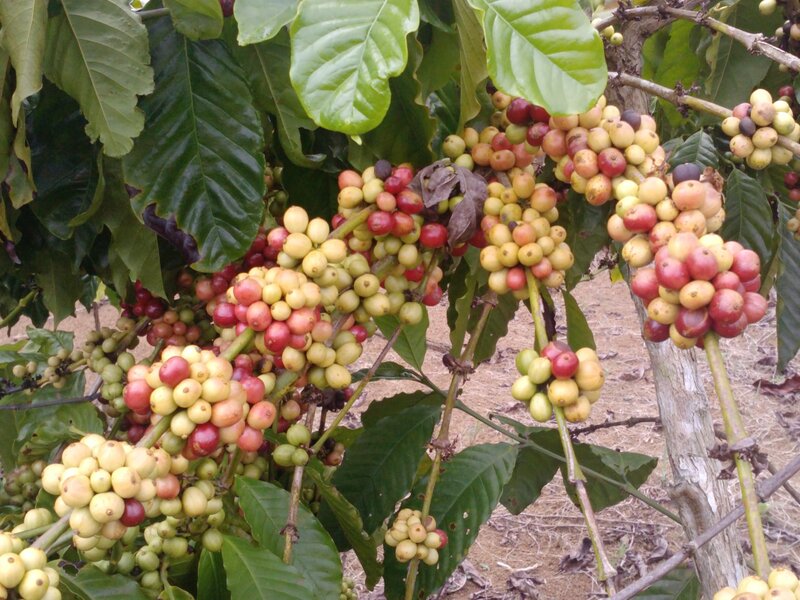 Coffee Cherries on Tree