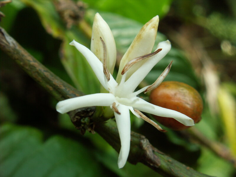 coffee flower and bean
