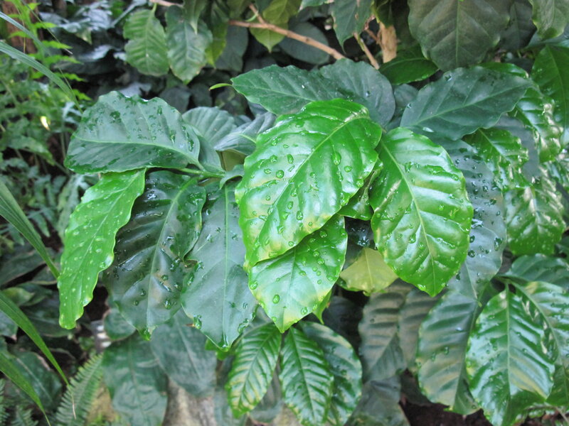 Coffee Plant Leaves