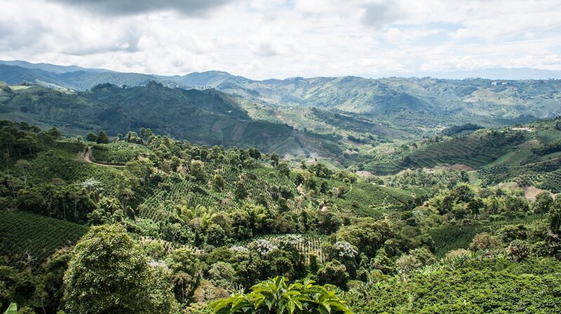 Coffee plantations in mountainous region