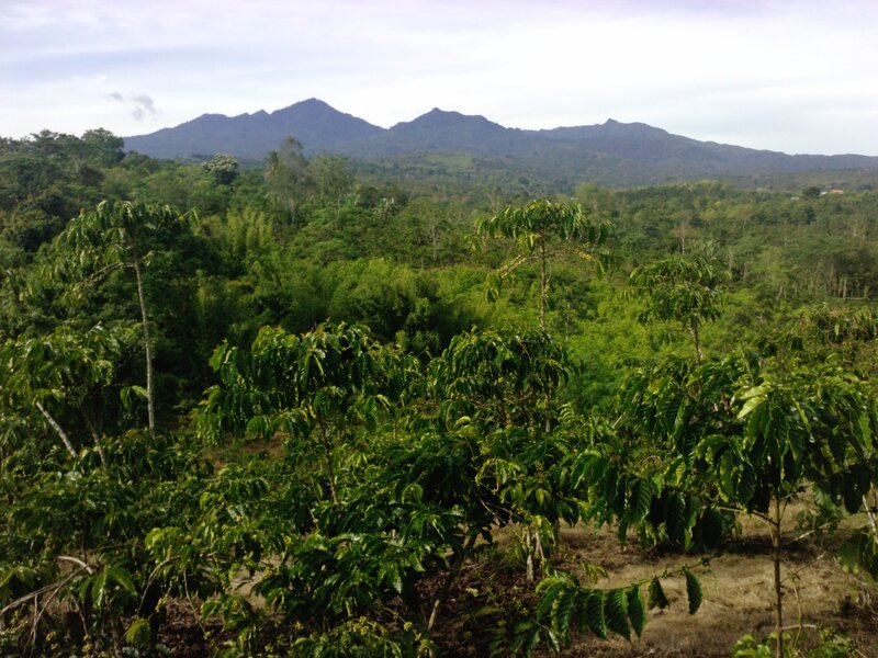 Coffee Plants in Forest