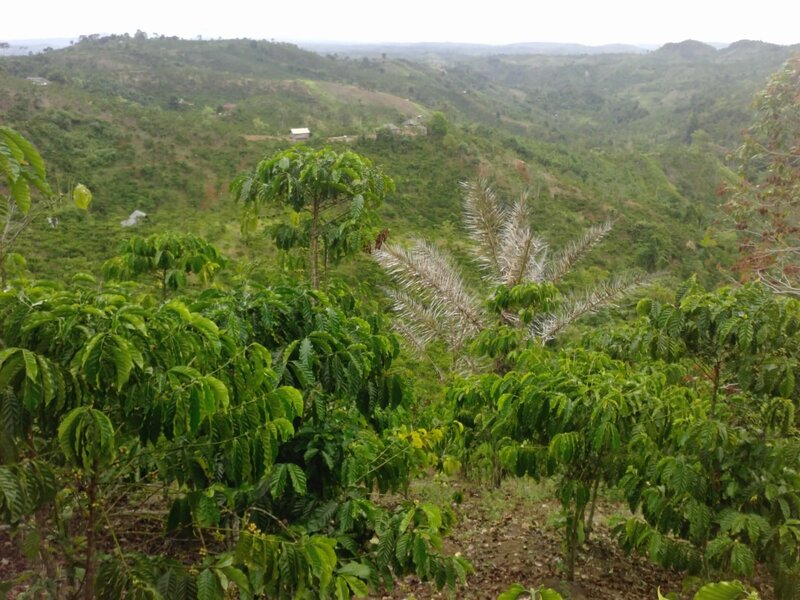Coffee Plants on Hills