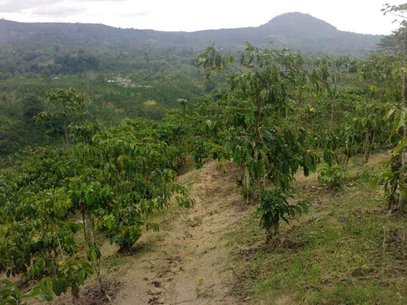 Coffee Plants on Hillside
