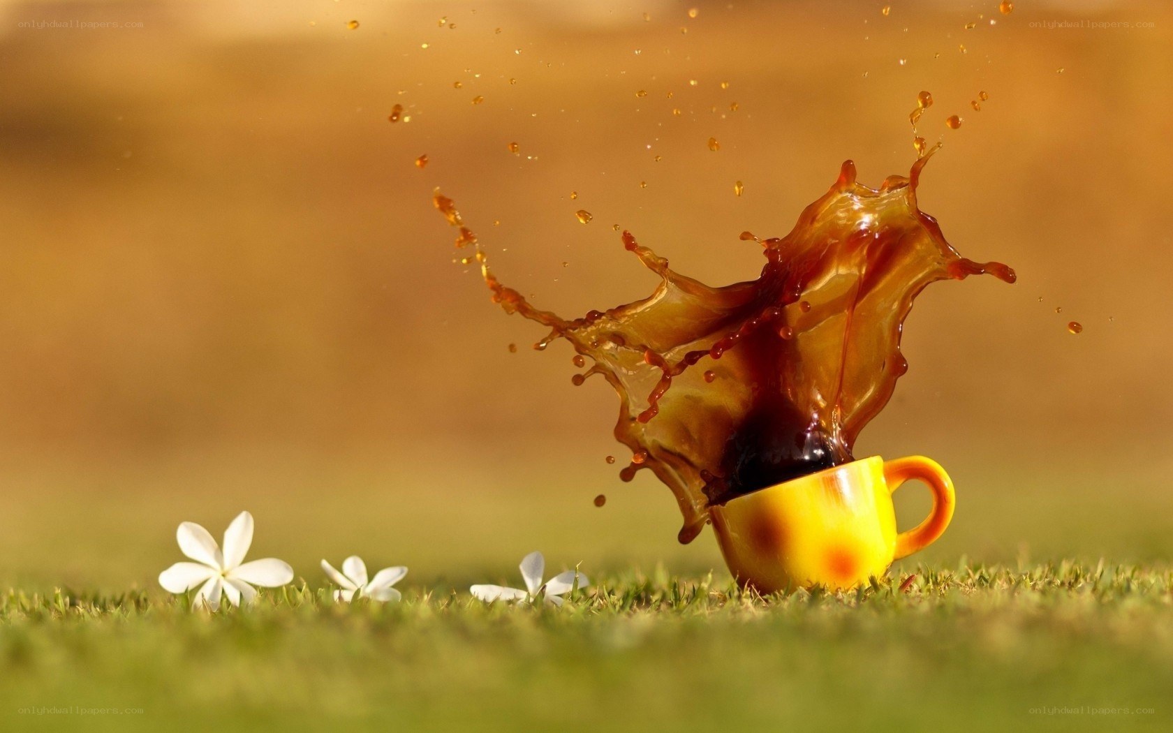 coffee splash on grass