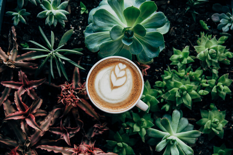 coffee with succulents