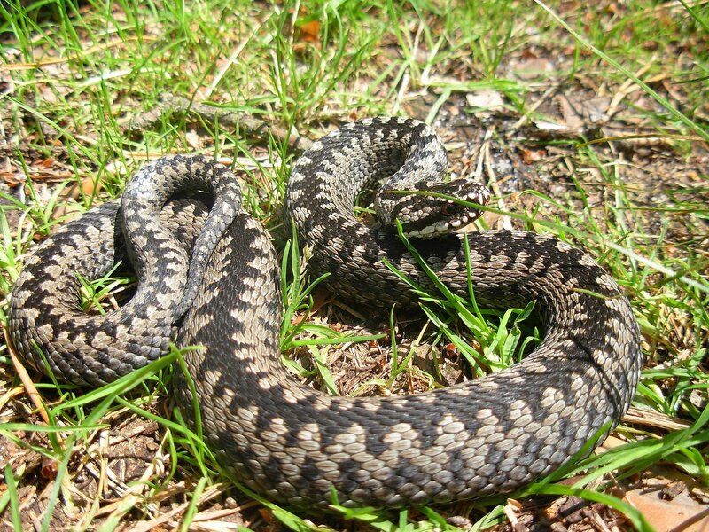 coiled adder in grass