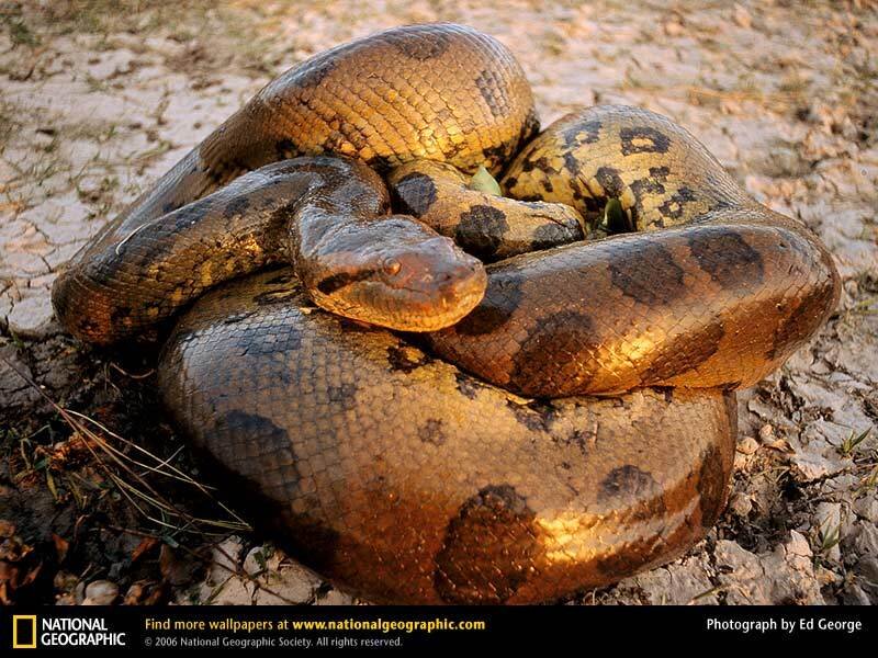 Coiled anaconda on dry ground