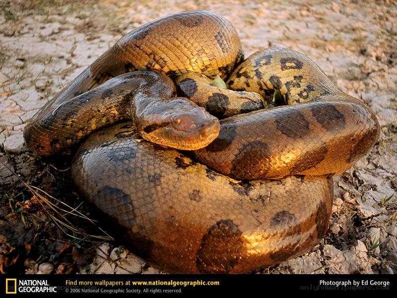 Coiled anaconda on dry ground