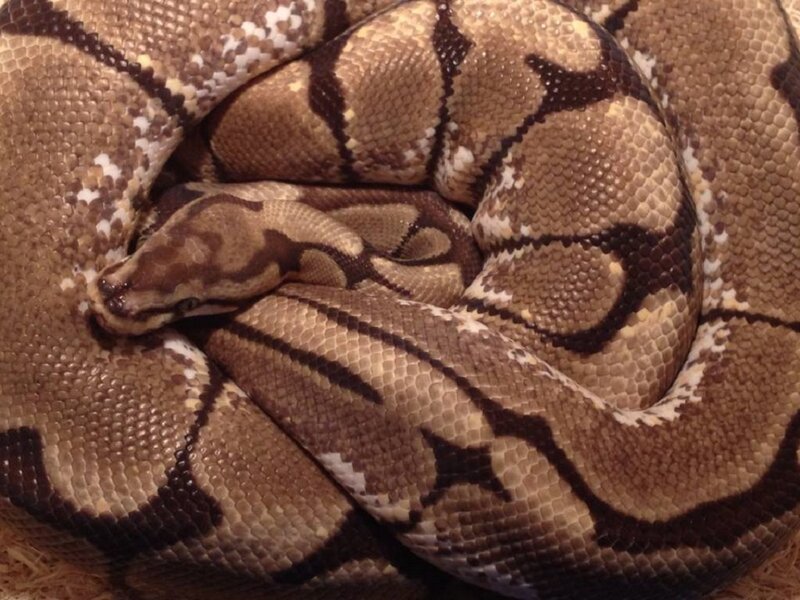 Coiled Ball Python — Brown