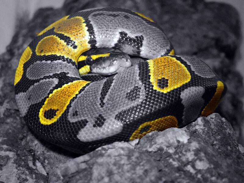 coiled ball python on rock