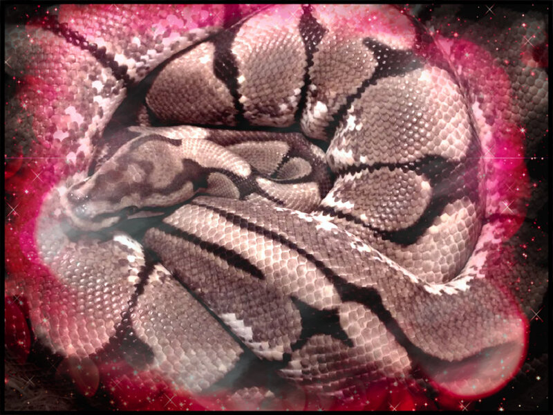 Coiled Ball Python — Pink