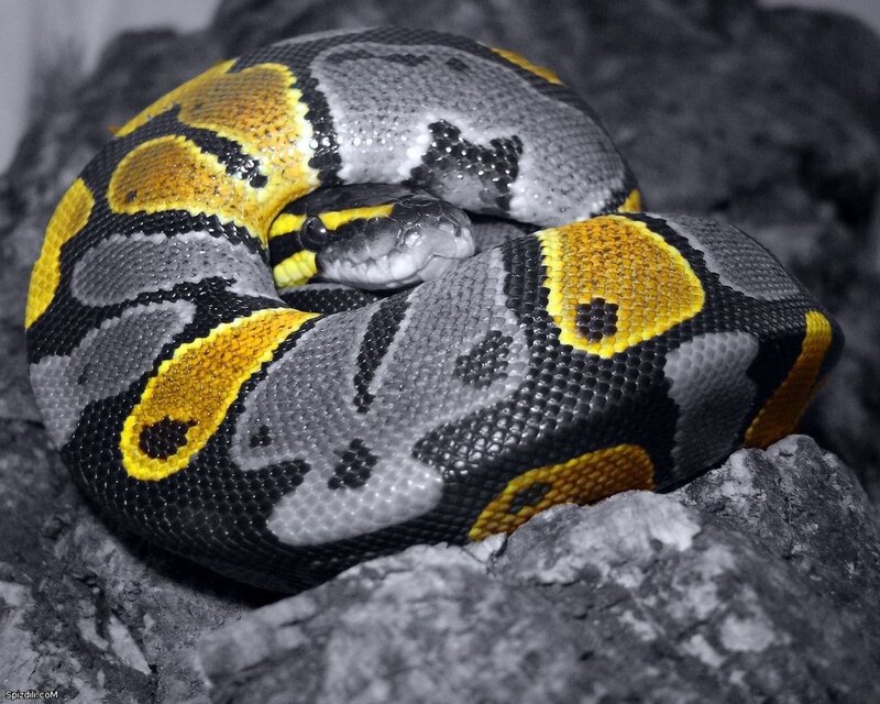coiled ball python snake