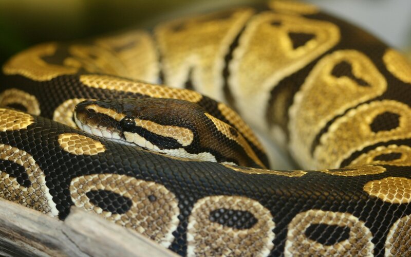 coiled ball python snake