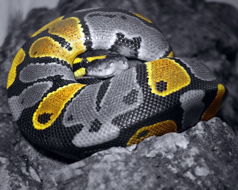 coiled ball python snake