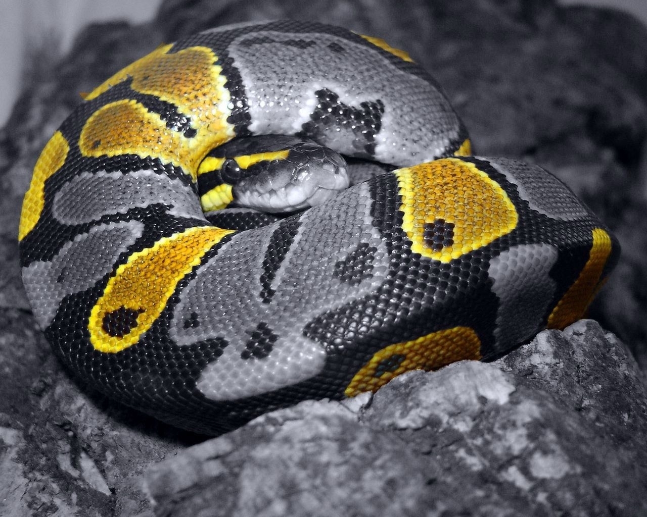 coiled ball python snake