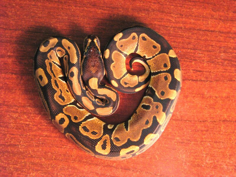 coiled ball python