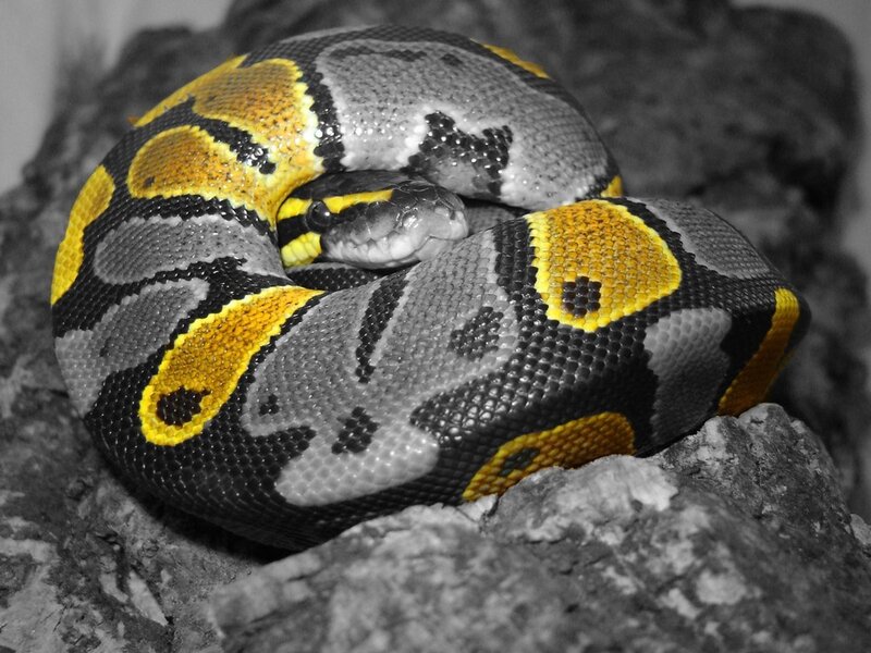 Coiled Ball Python — Yellow, Calm, Photograph, Rock