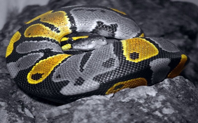Coiled Ball Python — Yellow